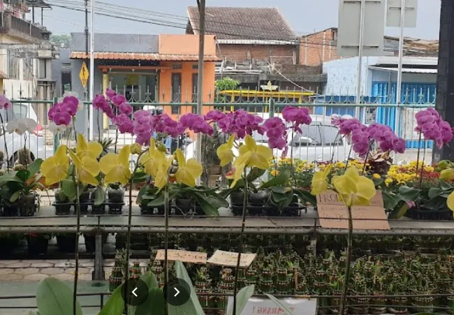 5 Grosir Toko Bunga Batu yang Wajib Kamu Kunjungi Saat Liburan, Bisa Kirim ke Seluruh Indonesia